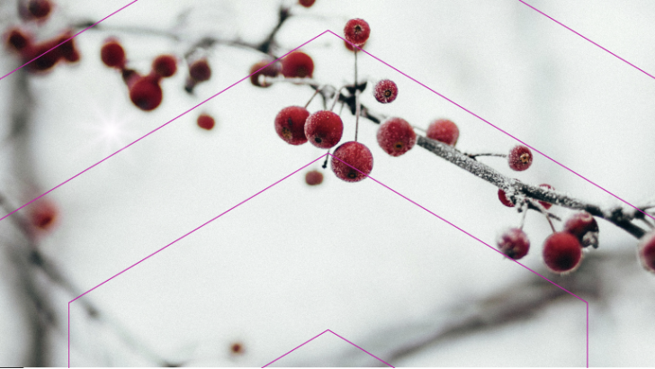 GECA 2025 year-end update header image showing winter berries with purple geometric overlay in brand colors