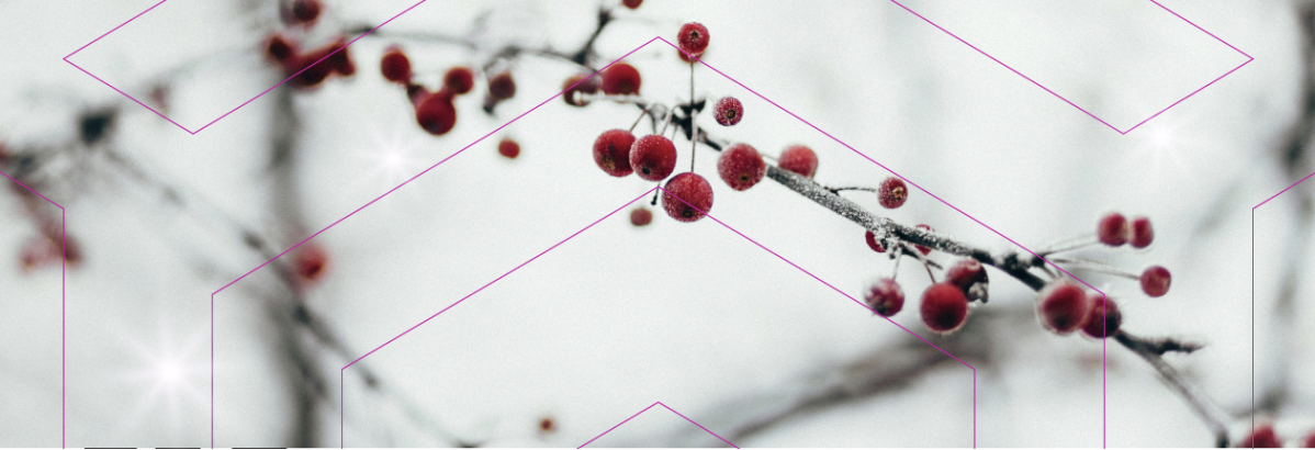 GECA 2025 year-end update header image showing winter berries with purple geometric overlay in brand colors